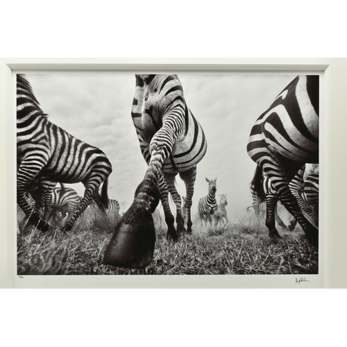 339 - ANUP SHAH (KENYA CONTEMPORARY) 'ONWARD', a signed limited edition photographic print depicting a Zeb... 