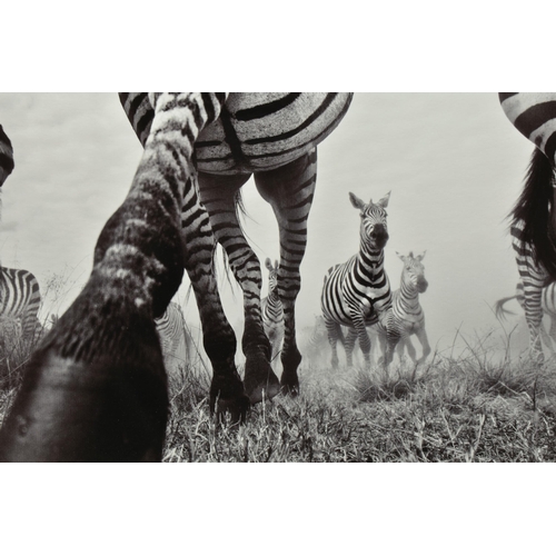 339 - ANUP SHAH (KENYA CONTEMPORARY) 'ONWARD', a signed limited edition photographic print depicting a Zeb... 