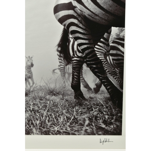 339 - ANUP SHAH (KENYA CONTEMPORARY) 'ONWARD', a signed limited edition photographic print depicting a Zeb... 