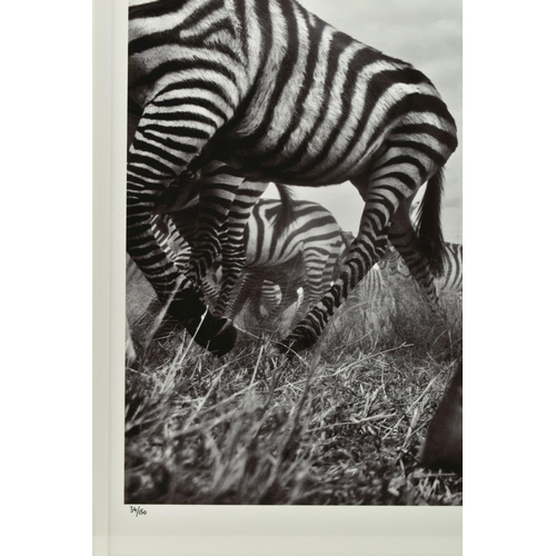 339 - ANUP SHAH (KENYA CONTEMPORARY) 'ONWARD', a signed limited edition photographic print depicting a Zeb... 