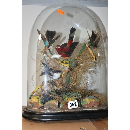 352 - TAXIDERMY: A VICTORIAN GLASS DOME CONTAINING TWO HUMMING BIRDS AND TWO SMALL EXOTIC BIRDS, perched o... 