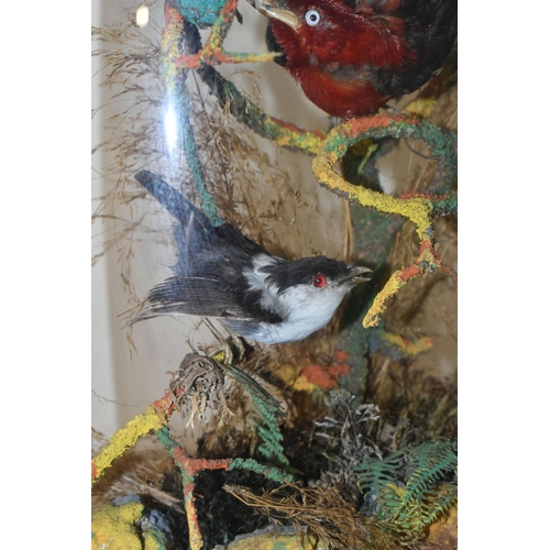 352 - TAXIDERMY: A VICTORIAN GLASS DOME CONTAINING TWO HUMMING BIRDS AND TWO SMALL EXOTIC BIRDS, perched o... 