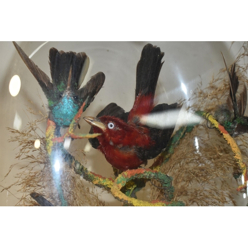 352 - TAXIDERMY: A VICTORIAN GLASS DOME CONTAINING TWO HUMMING BIRDS AND TWO SMALL EXOTIC BIRDS, perched o... 