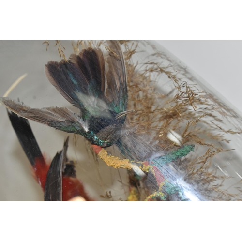 352 - TAXIDERMY: A VICTORIAN GLASS DOME CONTAINING TWO HUMMING BIRDS AND TWO SMALL EXOTIC BIRDS, perched o... 