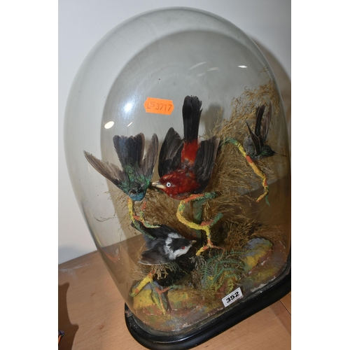 352 - TAXIDERMY: A VICTORIAN GLASS DOME CONTAINING TWO HUMMING BIRDS AND TWO SMALL EXOTIC BIRDS, perched o... 