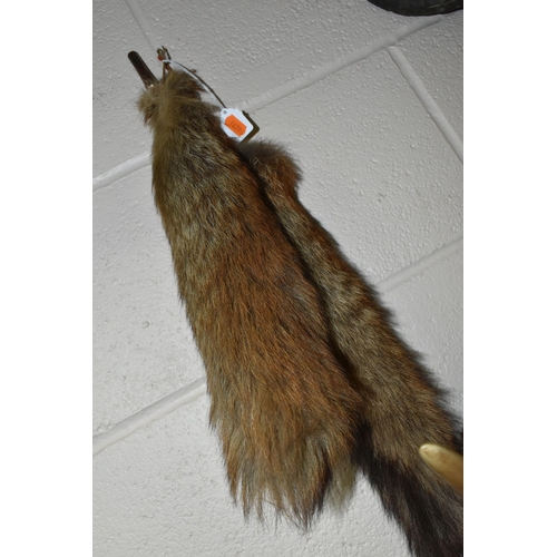 466 - TWO SETS OF MOUNTED HIGHLAND COW HORNS, together with two taxidermy fox tails (4)  (Condition report... 