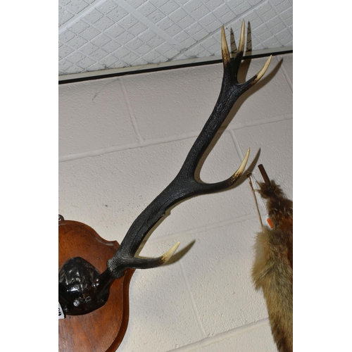 469 - A WALL MOUNTED PAIR OF RED DEER ANTLERS, five pointed on an oak plaque (1) (Condition Report: appear... 