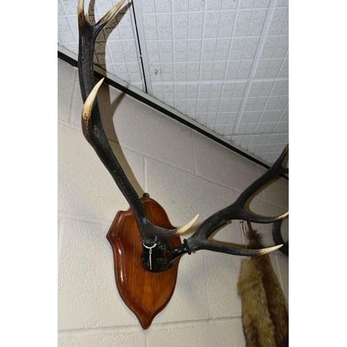 469 - A WALL MOUNTED PAIR OF RED DEER ANTLERS, five pointed on an oak plaque (1) (Condition Report: appear... 