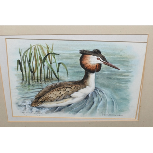 507 - RALPH WATERHOUSE (1943-) 'GREAT CRESTED GREBE', a study of a bird on the water, signed bottom left, ... 