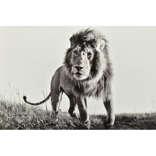 329 - ANUP SHAH (KENYA CONTEMPORARY) 'HUNTER', a signed limited edition photographic print of a lion, 30/1... 