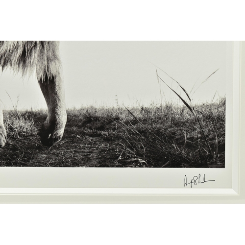 329 - ANUP SHAH (KENYA CONTEMPORARY) 'HUNTER', a signed limited edition photographic print of a lion, 30/1... 