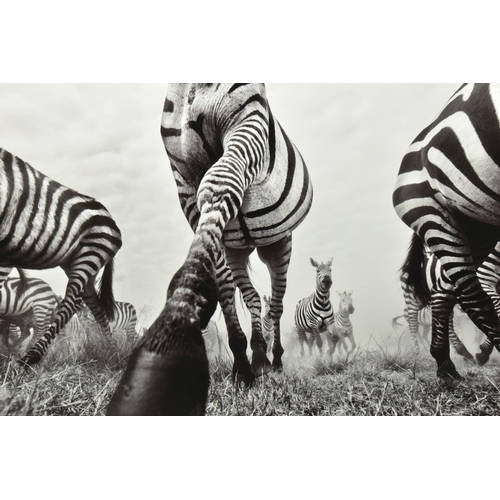 330 - ANUP SHAH (KENYA CONTEMPORARY) 'ONWARD', a signed limited edition photographic print depicting a zeb... 