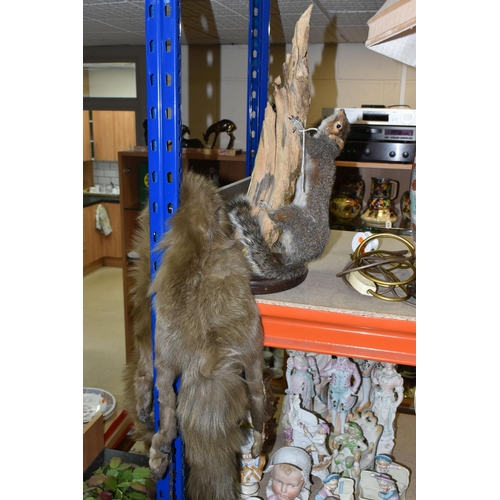 456 - TAXIDERMY SQUIRREL AND FUR STOLE, comprising a taxidermy squirrel posed climbing a tree branch toget... 