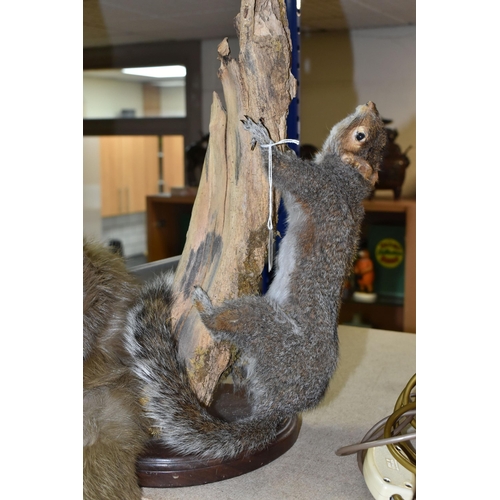 456 - TAXIDERMY SQUIRREL AND FUR STOLE, comprising a taxidermy squirrel posed climbing a tree branch toget... 