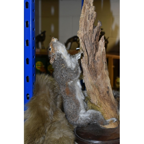 456 - TAXIDERMY SQUIRREL AND FUR STOLE, comprising a taxidermy squirrel posed climbing a tree branch toget... 