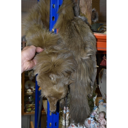 456 - TAXIDERMY SQUIRREL AND FUR STOLE, comprising a taxidermy squirrel posed climbing a tree branch toget... 