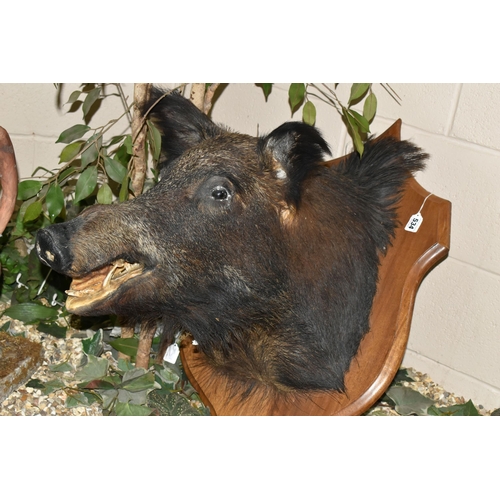 534 - A LARGE TAXIDERMY WILD BOAR'S HEAD ON AN OAK PLAQUE, plaque height 68cm x 50cm (1) (Condition Report... 