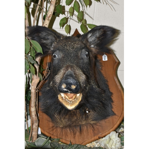 534 - A LARGE TAXIDERMY WILD BOAR'S HEAD ON AN OAK PLAQUE, plaque height 68cm x 50cm (1) (Condition Report... 