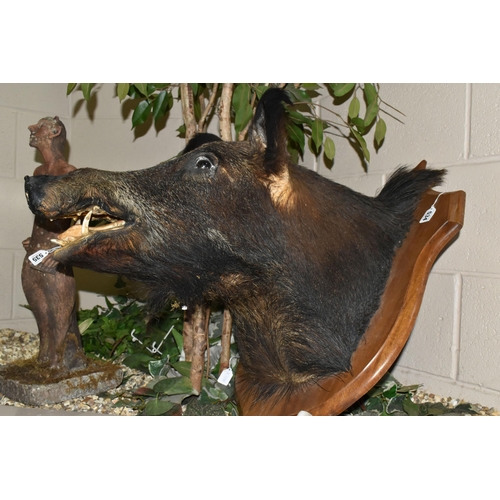 534 - A LARGE TAXIDERMY WILD BOAR'S HEAD ON AN OAK PLAQUE, plaque height 68cm x 50cm (1) (Condition Report... 