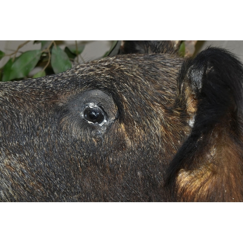 534 - A LARGE TAXIDERMY WILD BOAR'S HEAD ON AN OAK PLAQUE, plaque height 68cm x 50cm (1) (Condition Report... 