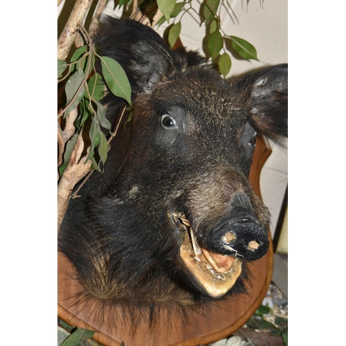 534 - A LARGE TAXIDERMY WILD BOAR'S HEAD ON AN OAK PLAQUE, plaque height 68cm x 50cm (1) (Condition Report... 