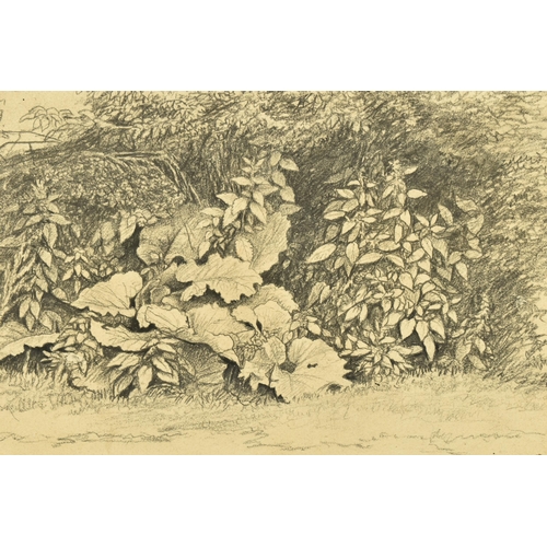 341 - CIRCLE OF JOHN GLOVER (1767-1849) A STUDY OF WILD FOLIAGE, unsigned pencil on paper, approximate siz... 