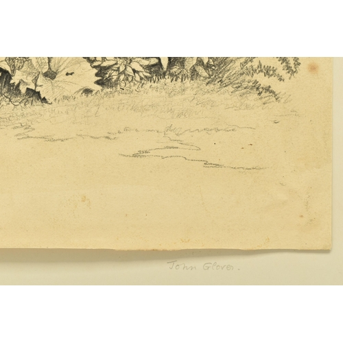 341 - CIRCLE OF JOHN GLOVER (1767-1849) A STUDY OF WILD FOLIAGE, unsigned pencil on paper, approximate siz... 