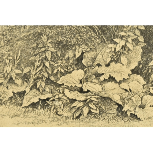 341 - CIRCLE OF JOHN GLOVER (1767-1849) A STUDY OF WILD FOLIAGE, unsigned pencil on paper, approximate siz... 