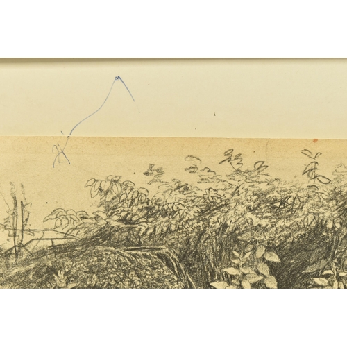 341 - CIRCLE OF JOHN GLOVER (1767-1849) A STUDY OF WILD FOLIAGE, unsigned pencil on paper, approximate siz... 