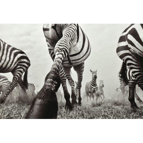 315 - ANUP SHAH (KENYAN CONTEMPORARY) 'ONWARD', a signed limited edition photographic print depicting a ze... 