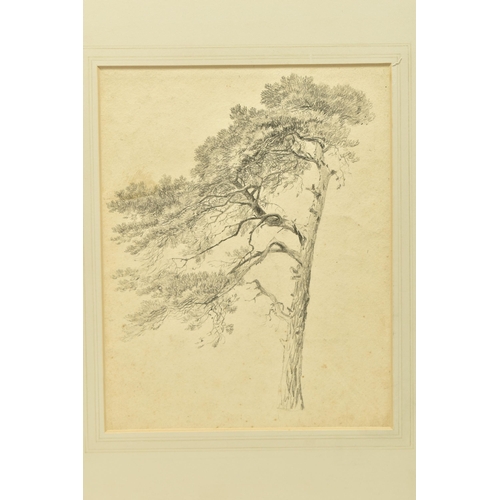 332 - CIRCLE OF SAMUEL PROUT (1783-1852) 'SCOTCH FIR', a study of a tree, unsigned, pencil on paper, appro... 