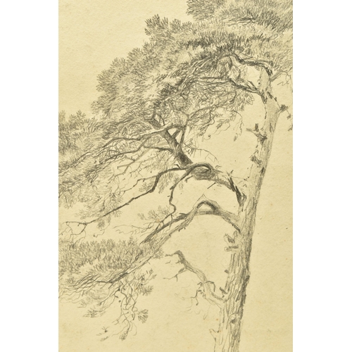 332 - CIRCLE OF SAMUEL PROUT (1783-1852) 'SCOTCH FIR', a study of a tree, unsigned, pencil on paper, appro... 