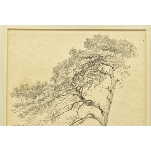 332 - CIRCLE OF SAMUEL PROUT (1783-1852) 'SCOTCH FIR', a study of a tree, unsigned, pencil on paper, appro... 