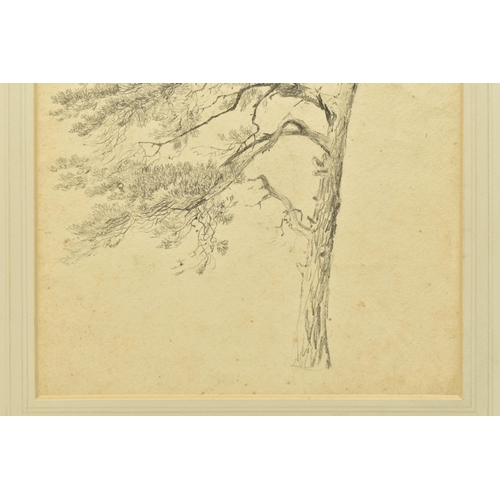 332 - CIRCLE OF SAMUEL PROUT (1783-1852) 'SCOTCH FIR', a study of a tree, unsigned, pencil on paper, appro... 