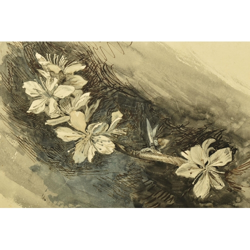 328 - CIRCLE OF JOHN RUSKIN (1819-1900) 'ALMOND BLOSSOM', a botanical study, unsigned, ink and watercolour... 