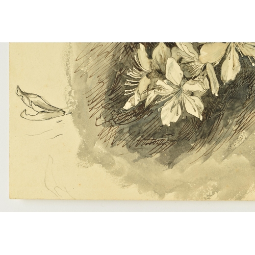 328 - CIRCLE OF JOHN RUSKIN (1819-1900) 'ALMOND BLOSSOM', a botanical study, unsigned, ink and watercolour... 