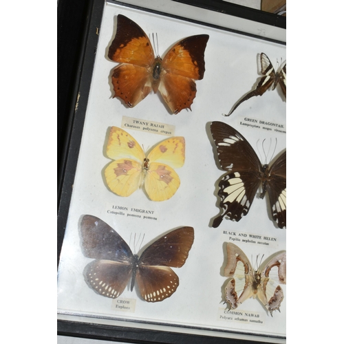 545 - ENTOMOLOGY, a framed Entomology collection of nine Butterflies, the Tawny Rajah, Green Dragontail, C... 