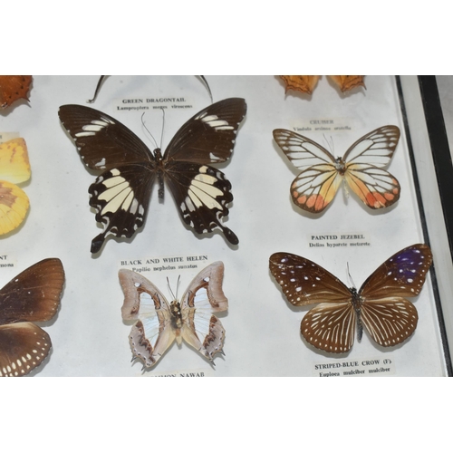 545 - ENTOMOLOGY, a framed Entomology collection of nine Butterflies, the Tawny Rajah, Green Dragontail, C... 