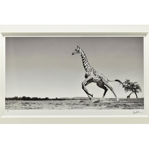 327 - ANUP SHAH (KENYA CONTEMPORARY) 'DANCE', a signed limited edition photographic print depicting a gira... 