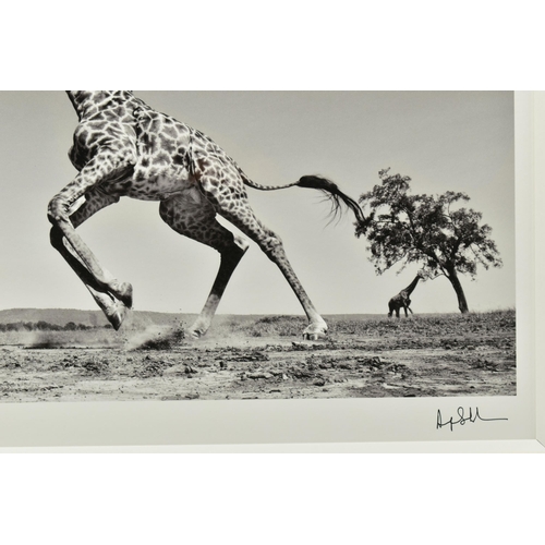 327 - ANUP SHAH (KENYA CONTEMPORARY) 'DANCE', a signed limited edition photographic print depicting a gira... 