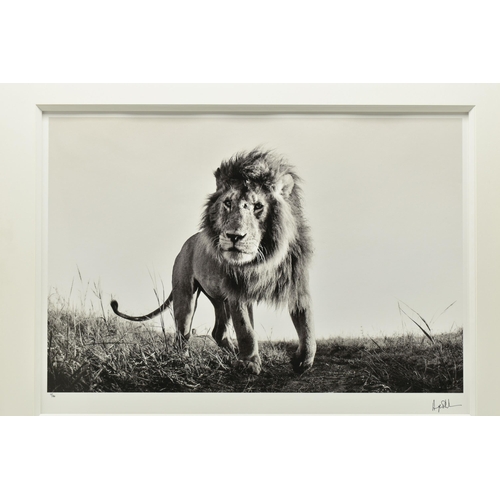 339 - ANUP SHAH (KENYA CONTEMPORARY) 'HUNTER', a signed limited edition photographic print of a lion, 15/1... 