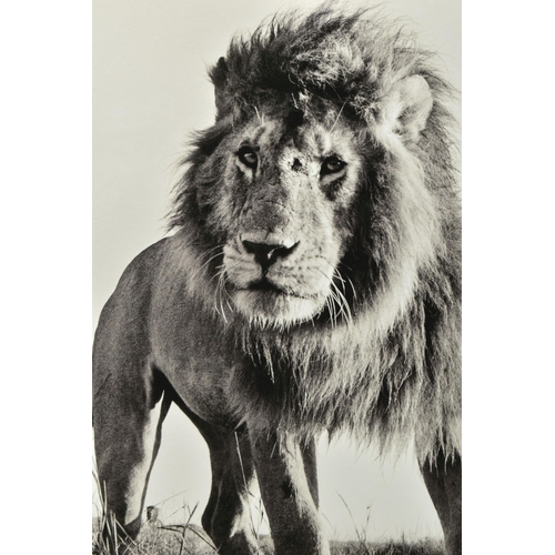 339 - ANUP SHAH (KENYA CONTEMPORARY) 'HUNTER', a signed limited edition photographic print of a lion, 15/1... 