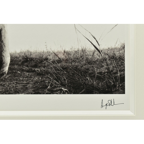 339 - ANUP SHAH (KENYA CONTEMPORARY) 'HUNTER', a signed limited edition photographic print of a lion, 15/1... 