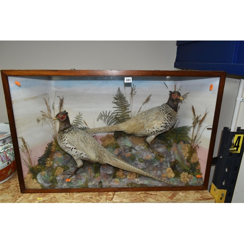 341 - TAXIDERMY: A VICTORIAN GLAZED CASE CONTAINING TWO COCK PHEASANTS, set amongst a moorland scene, heig... 