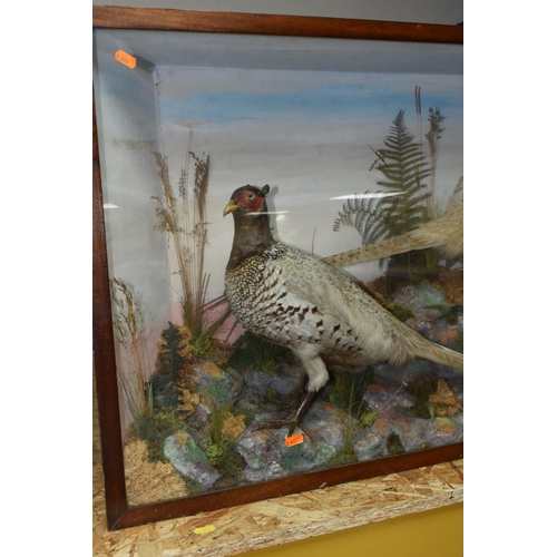 341 - TAXIDERMY: A VICTORIAN GLAZED CASE CONTAINING TWO COCK PHEASANTS, set amongst a moorland scene, heig... 