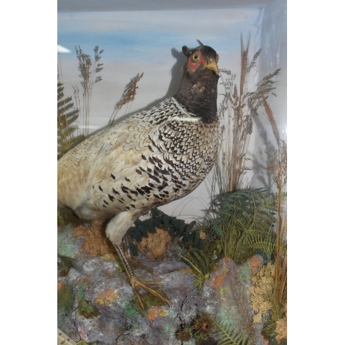 341 - TAXIDERMY: A VICTORIAN GLAZED CASE CONTAINING TWO COCK PHEASANTS, set amongst a moorland scene, heig... 