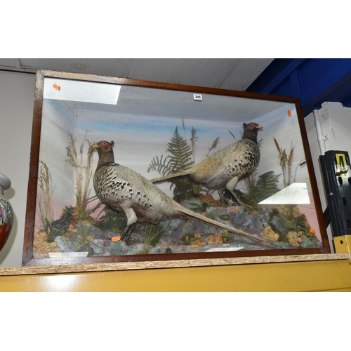 341 - TAXIDERMY: A VICTORIAN GLAZED CASE CONTAINING TWO COCK PHEASANTS, set amongst a moorland scene, heig... 