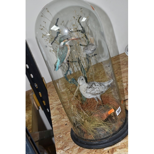 343 - TAXIDERMY: A VICTORIAN GLASS DOME CONTAINING THREE BIRDS, comprising a Kingfisher, Wren and Snipe am... 