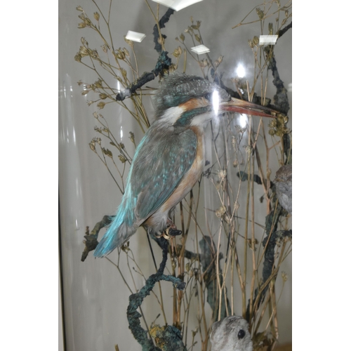 343 - TAXIDERMY: A VICTORIAN GLASS DOME CONTAINING THREE BIRDS, comprising a Kingfisher, Wren and Snipe am... 