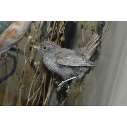 343 - TAXIDERMY: A VICTORIAN GLASS DOME CONTAINING THREE BIRDS, comprising a Kingfisher, Wren and Snipe am... 